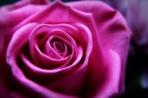 hermandadblanca org 20160520 montse garcia taller sanar alma femenina rosa 300×200.jpg - La sabiduría de una mujer – Kryon - hermandadblanca.org