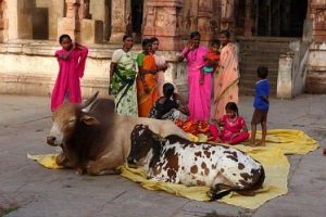 ¿Por qué los hindúes adoran a las vacas?