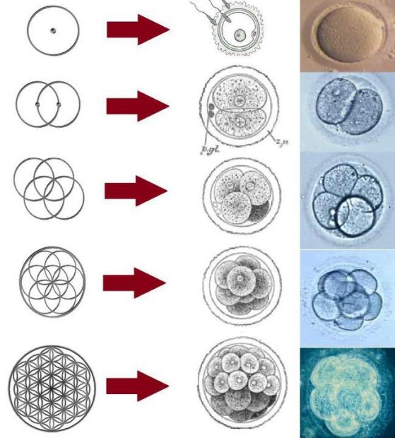 Formación de las células siguiendo el movimiento del la Flor de la Vida.