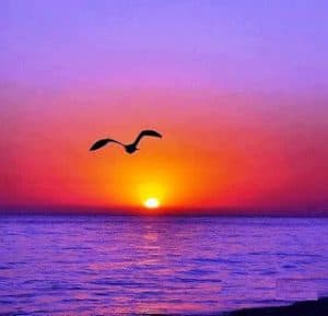 hermandadblanca org liberacion 300×289.jpg - Madre Divina la curación de los grandes seres cósmicos - hermandadblanca.org