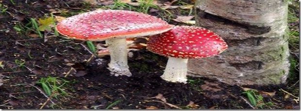 20161221 evamg id119707 la verdadera historia del arbol de navidad seta 620×229.jpg - La verdadera historia del árbol de navidad - hermandadblanca.org