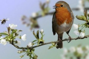 ¿Has escuchado el canto de ese pájaro? Cuida y Fortalece tu Espiritualidad