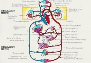 20170624 jariel id128553 Sistema circulatorio - Quiénes son los exponentes de la salvación - hermandadblanca.org