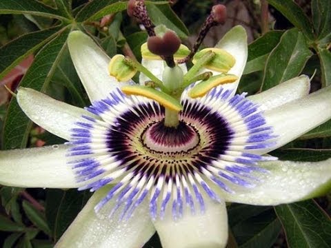 20180122 willyhern39164 id137351 hqdefault - La Passiflora: Beneficios y Propiedades de la Flor de la Pasión - hermandadblanca.org