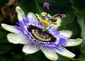20180122 willyhern39164 id137351 img art 129 - La Passiflora: Beneficios y Propiedades de la Flor de la Pasión - hermandadblanca.org