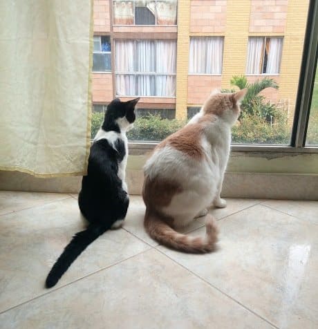 20180224 willyhern39164 id143780 IMG 20170801 130911 - El Misticismo de los Gatos, ¡Enigmáticas Creaturas! - hermandadblanca.org