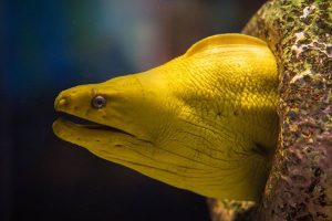 Beneficios del Suero de anguila para Enfermedades Renales y ERC