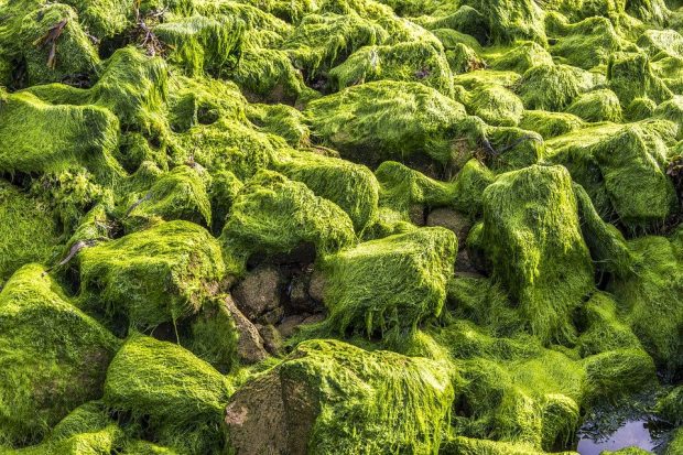 Plant Colors Algae Green Brittany Seaside Rocks - Algoterapia: tratamientos de salud y estética con algas marinas - hermandadblanca.org