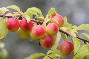 Flores de Bach: Ciruelo Rojo (Cherry Plum)