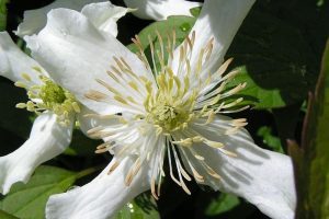 Flores de Bach: Clematis (Clematide)