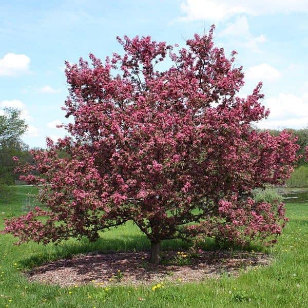 Flores de Bach Crab Apple (Manzana silvestre) Gran Hermandad Blanca