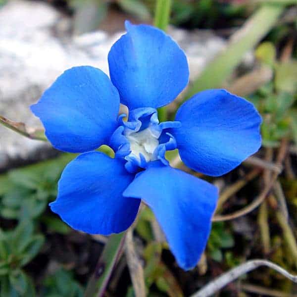 Flores De Bach: Gentian - Gran Hermandad Blanca