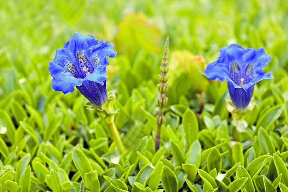 Flores De Bach: Gentian - Gran Hermandad Blanca