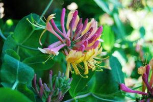 Flores de Bach: Honeysuckle (Madreselva)