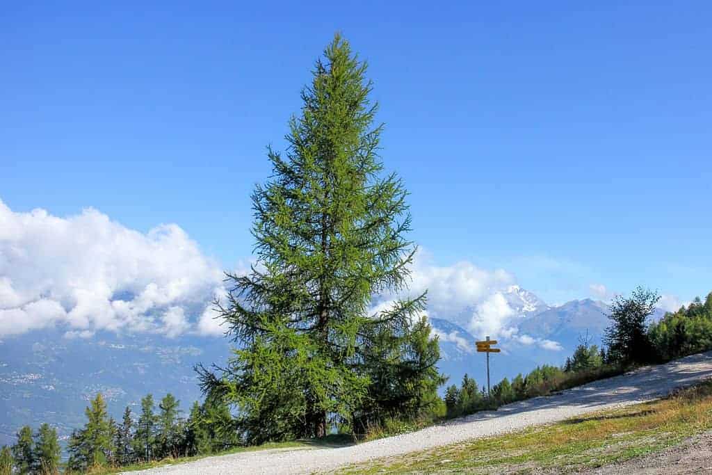 Larch flores bach propiedades