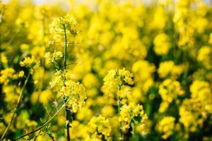 Flores de Bach: Mustard (Mostaza)
