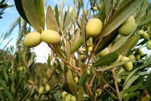 Flores de Bach: Olive (Olivo)