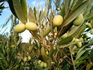 olive flores de bach: olive (olivo) ID148395 - hermandadblanca.org