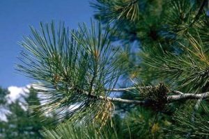 Flor de Bach: Pine (Pino)