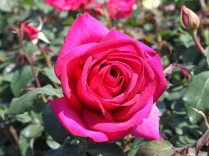 rosier rose 696×522 mensaje la madre maría: si sus vidas son rosas, sus almas representan ID149591 - hermandadblanca.org