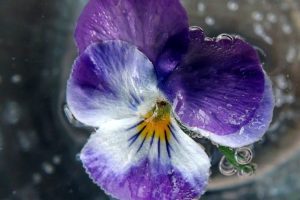 Flores de Bach: Water Violet (Violeta de Agua)