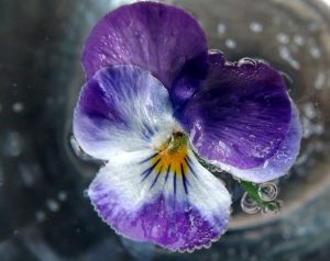 water violet flores de bach: water violet (violeta de agua) ID149639 - hermandadblanca.org
