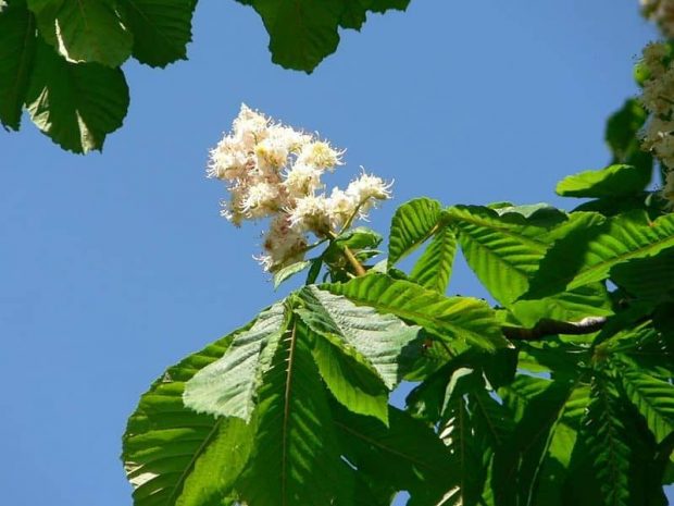 white chestnut 3 flores de bach: white chestnut (castaño de indias) ID149749 - hermandadblanca.org