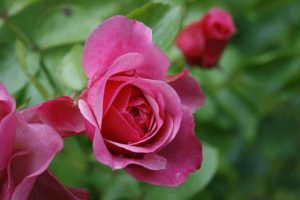 Flores de Bach: Wild Rose (Rosa Silvestre o Escaramujo)