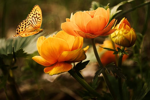 flowers background butterflies beautiful 87452 el arcángel miguel acerca del amor propio… ¡las cosas están m ID152939 - hermandadblanca.org