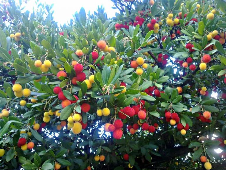 propiedades medicinales del madrono propiedades medicinales del madroño ID151073 - hermandadblanca.org