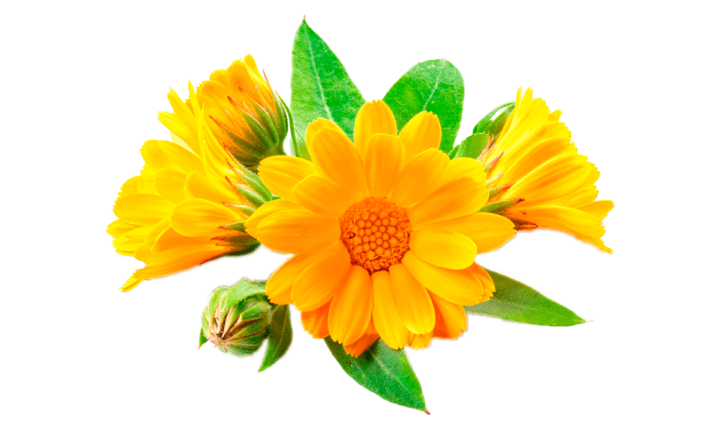 arnica en para mantener el cuerpo sano ¿por qué las plantas son esenciales y tan indispensables para recupe ID154323 - hermandadblanca.org