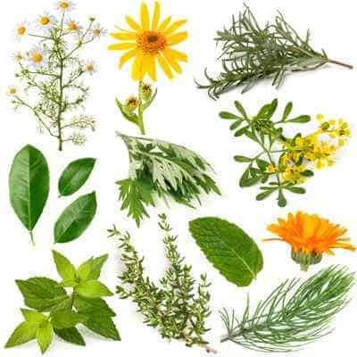 plantas curativas ¿por qué las plantas son esenciales y tan indispensables para recupe ID154323 - hermandadblanca.org