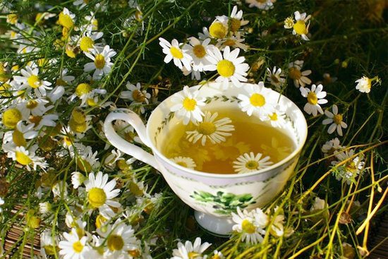 plantas curativas a tu alcance ¿por qué las plantas son esenciales y tan indispensables para recupe ID154323 - hermandadblanca.org