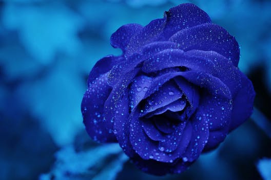 rose blue flower rose blooms 67636 amor + podcast – la bienvenida de la madre maría universal ID155061 - hermandadblanca.org