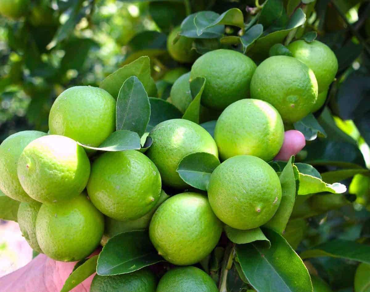 beneficios del limon valor nutricional, beneficios y propiedades medicinales del limón ¡e ID157143 - hermandadblanca.org