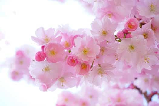 japanese cherry trees flowers spring japanese flowering cherry 54630 quan yin: ¡los resultados de tu trabajo de iluminación son magnífic ID160363 - hermandadblanca.org