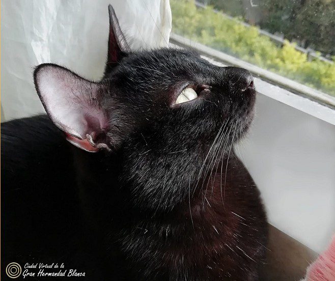 que conoces de la espiritualidad de los gatos el gato y la espiritualidad ¿qué conoces de la espiritualidad de los gatos? ¡aquí lo sabrás!  ID164549 - hermandadblanca.org