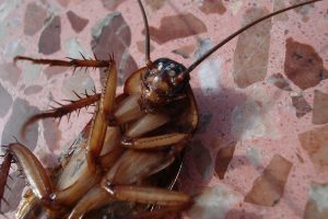 Soñar con Cucarachas Muertas: Distintas interpretaciones para esta imagen en tus sueños