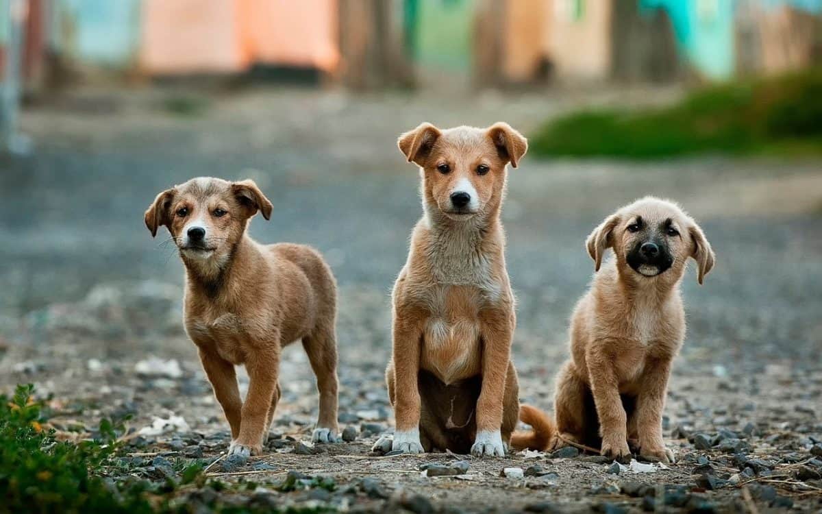 ¿Sabes la Función Espiritual de tu Perro? Poderes Energéticos de los Perros 1 funcion espiritual de tu perro ¿sabes la función espiritual de tu perro? poderes energéticos de lo ID169934 - hermandadblanca.org
