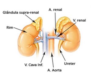 Glândula adrenal - hermandadblanca.org