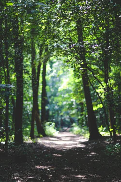 nature forest trees path el morya: has forjado un camino de “luces solares” ID170358 - hermandadblanca.org