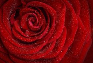rosa madre divina: transferencia de la conciencia del cerebro al corazón  ID172572 - hermandadblanca.org