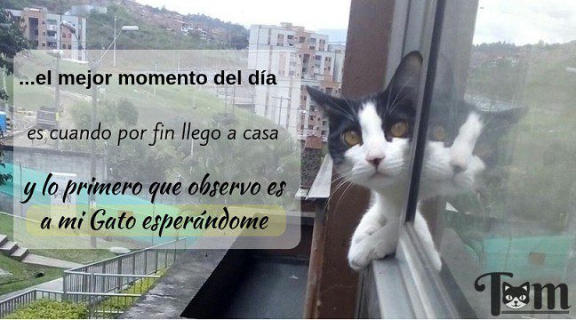 definitivamente los gatos protegen tu salud ¿los gatos protegen tu salud?, ¿son los gatos protectores espiritual ID175635 - hermandadblanca.org