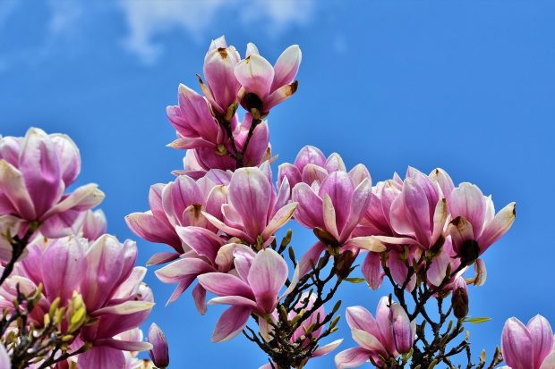magnolia flor en en medio de una crisis aca te contamos como salir aireoso y victorioso de ella ¿en medio de una crisis? acá te contamos como salir aireoso y victor ID176569 - hermandadblanca.org