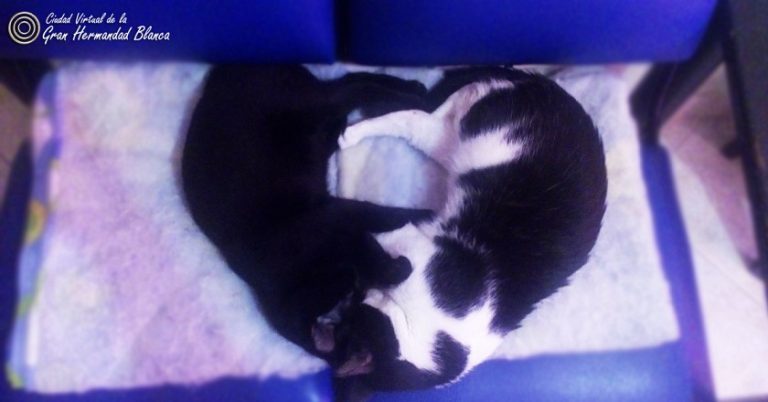 son los gatos protectores espirituales ¿los gatos protegen tu salud?, ¿son los gatos protectores espiritual ID175635 - hermandadblanca.org