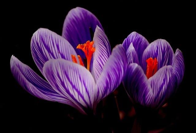 ¿Qué significa el Color Violeta en el Aura? 3 color violeta ¿qué significa el color violeta en el aura? ID204195 - hermandadblanca.org