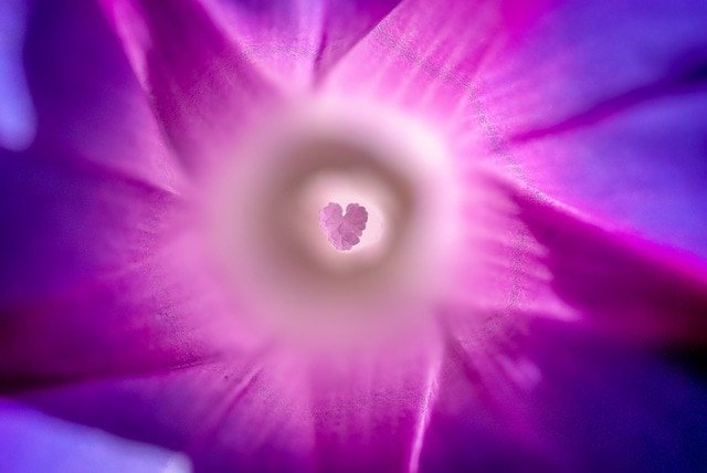 corazon color violeta ¿qué significa el color violeta en el aura? ID204195 - hermandadblanca.org