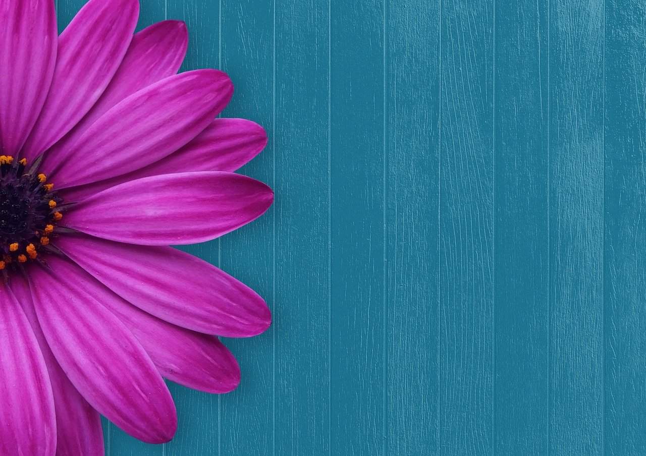 flor fucsia en miedos e inteligencia emocional que son y como utilizarlos en nuestro favor miedos e inteligencia emocional ¿que son y como utilizarlos en nuestr ID201359 - hermandadblanca.org