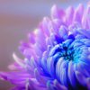¿Qué significa el Color Violeta en el Aura? 12 que significa el color violeta en el aura ¿qué significa el color violeta en el aura? ID204195 - hermandadblanca.org