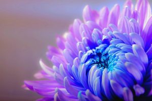 ¿Qué significa el Color Violeta en el Aura?